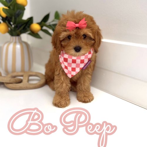 Bo Peep - F Cavapoo Puppy - Litter --_