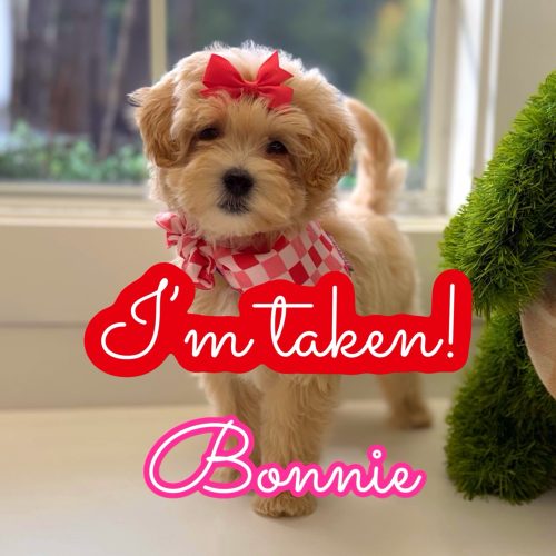 Bonnie - F Maltipoo Puppy - Litter --_ - Forever Home in Huntersville- NC