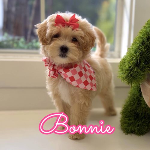 Bonnie - F Maltipoo Puppy - Litter --_