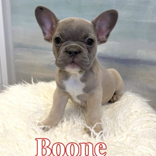 Boone - French Bulldog Puppy - BPPP Litter --