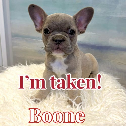 Boone - French Bulldog Puppy - BPPP Litter --_Forever Home in Nashville- TN