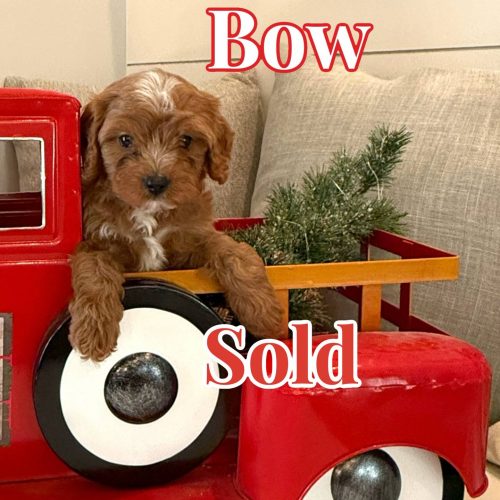 Bow - Teddy Bear Red White Male F Cavapoo - BPPP - Forever Home in Salem- NH