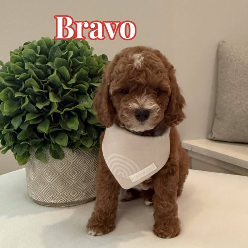 Bravo - CKC Toy Cavapoo - --