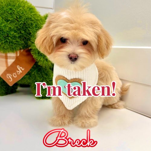 Breck - F Maltipoo Puppy - BPPP Litter -- - Forever Home in Louisville- KY