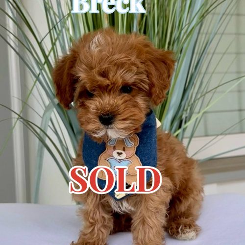 Breck - FB Cavapoo Puppy - BPPP - Forever Home in Paradise Valley AZ