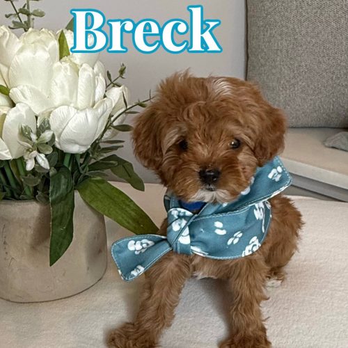 Breck - FB Cavapoo Puppy - BPPP