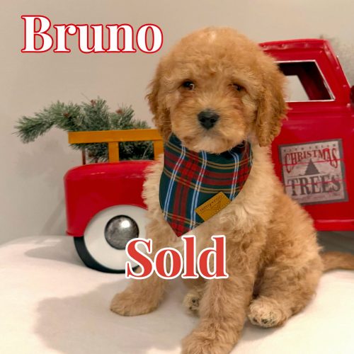 Bruno - Male FB Cavapoo - BPPP - Forever Home in Chalfont PA