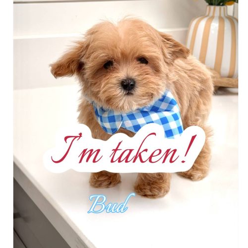 Bud - F Maltipoo Puppy - BPPP Litter --_Forever Home in Palm Beach Gardens- FL