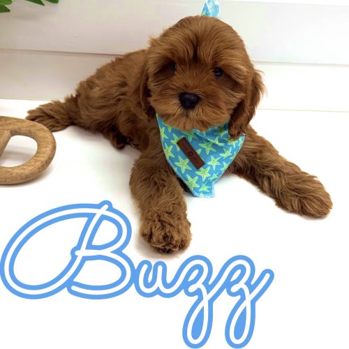 Buzz - F Cavapoo Puppy - Litter --_