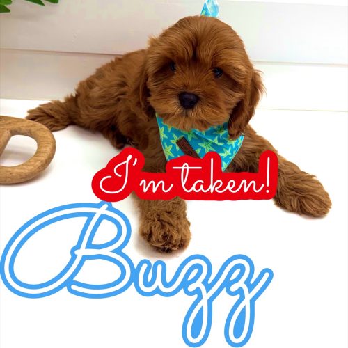 Buzz - F Cavapoo Puppy - Litter --_Forever Home in Summit Park- UT
