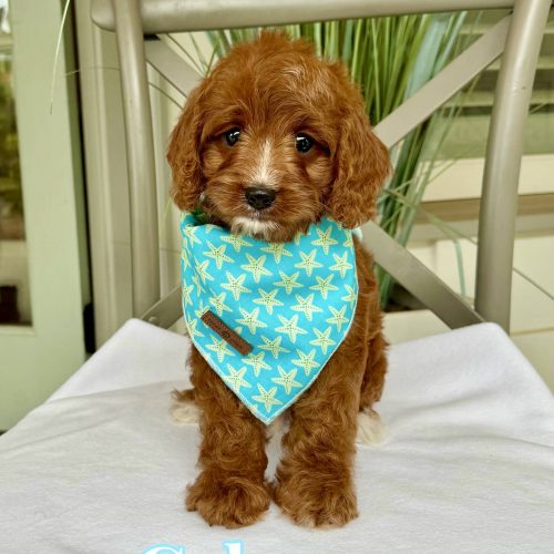 Cabana - F Cavapoo Puppy - Litter --_