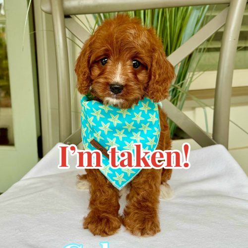 Cabana - F Cavapoo Puppy - Litter --_Forever Home in Lipan TX