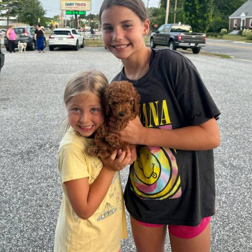 Capri - Red Female Toy Micro Goldendoodle - Forever Home with Ashley in Falmouth- ME_