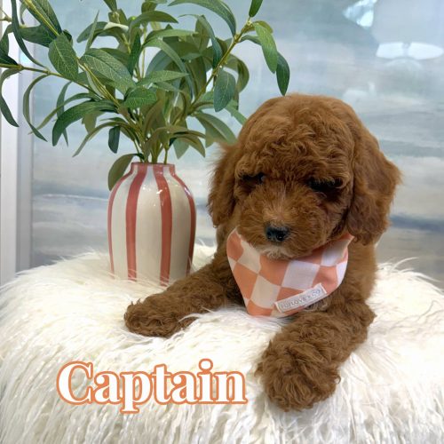 Captain - FBB Cavapoo Puppy - BPPP Litter --