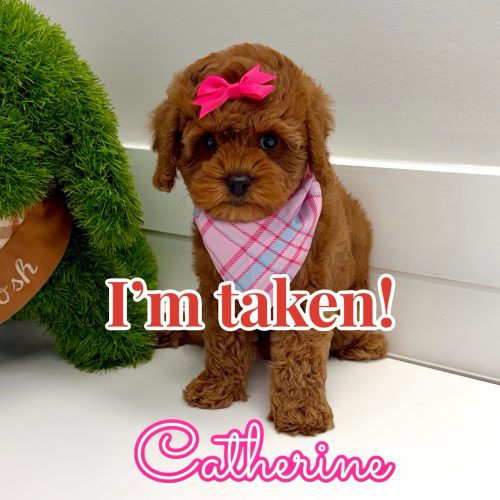Catherine - FB Cavapoo Puppy - BPPP Litter --_ - Forever Home in Ringgold- GA