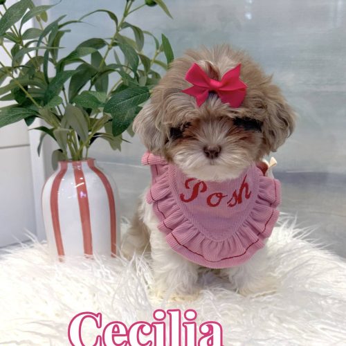 Cecilia - F Shihpoo Puppy - BPPP Litter --_