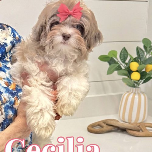 Cecilia – F1 Shihpoo Puppy – BPPP Litter 6-3-25_2_01 Cecilia - F Shihpoo Puppy - BPPP Litter --__
