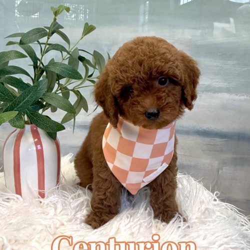 Centurion – CKC Toy Micro Goldendoodle Puppy – PPP Litter 7-17-25 Centurion - CKC Toy Micro Goldendoodle Puppy - PPP Litter --
