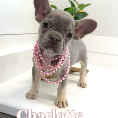 Charlotte - French Bulldog Puppy - BPPP Litter --