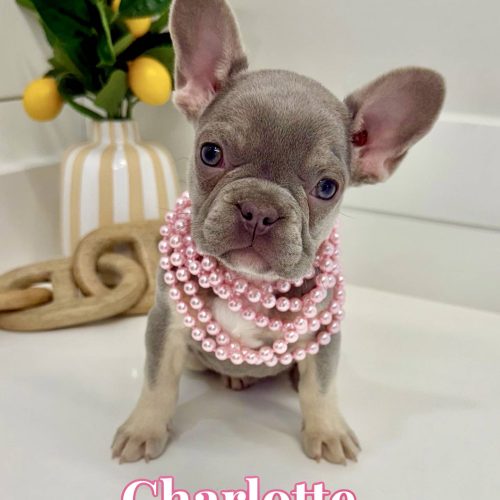 Charlotte – French Bulldog Puppy – BPPP Litter 6-20-25_2 Charlotte - French Bulldog Puppy - BPPP Litter --_