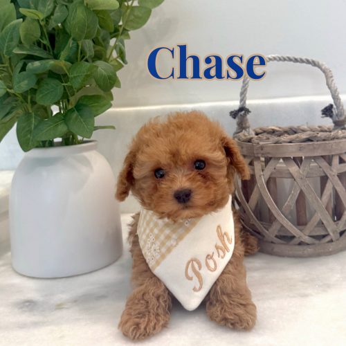 Chase - Teddy Bear Red Apricot Male ICA FB Teacup maltipoo - Boutique Petite Posh Puppies