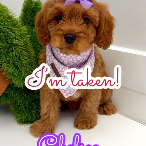 Chelsea - F Cavapoo Puppy - BPPP Litter -- - Forever Home in Atlanta- GA
