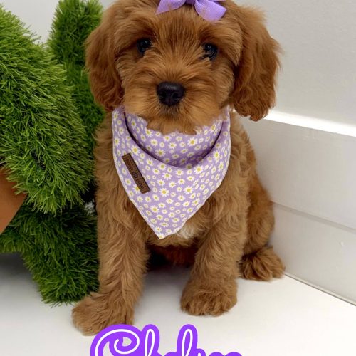 Chelsea - F Cavapoo Puppy - BPPP Litter --_