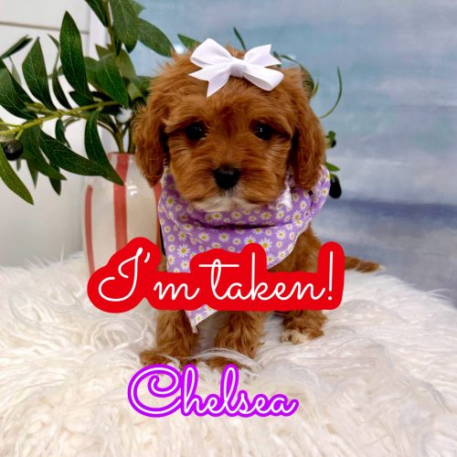 Chelsea - F Cavapoo Puppy - Litter -- - Forever Home in Charlotte- NC