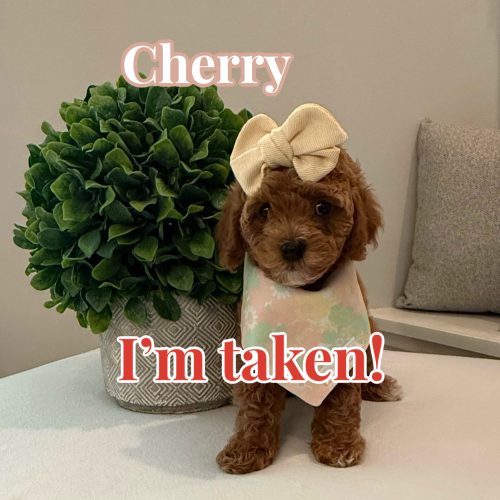 Cherry - CKC Toy Cavapoo - --_Forever Home in Murfreesboro- TN