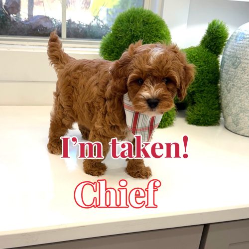 Chief - FB Cavapoo Puppy - BPPP Litter --_Forever Home in Miami- FL