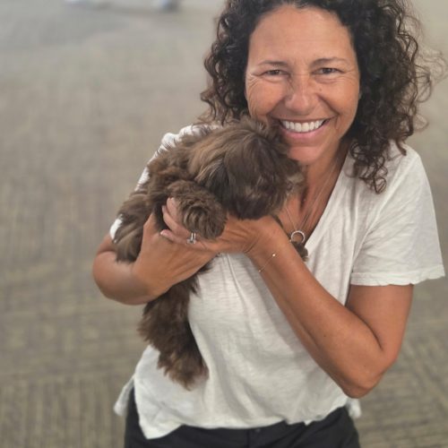 Chocolate Chip - F Shihpoo - Litter --_Forever Home in Laguna Beach CA_