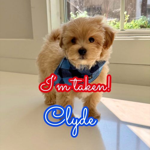 Clyde - F Maltipoo Puppy - Litter --_