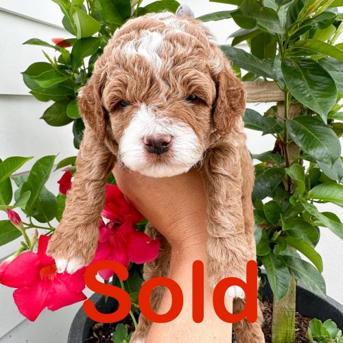 Coastal - Red White Male Toy Micro Goldendoodle - Forever Home w- Valerie in Ottawa- KS