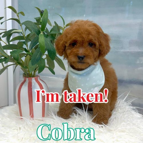 Cobra - FBB Cavapoo Puppy - BPPP Litter --_Forever Home in Charlotte- NC