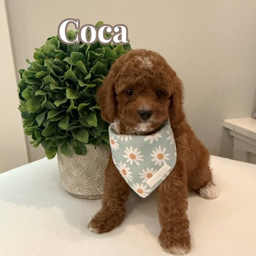 Coca - CKC Toy Cavapoo - --