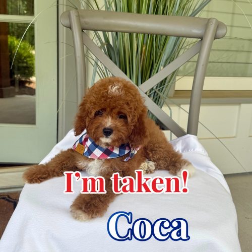 Coca - CKC Toy Cavapoo - --_Forever Home in Queens-NY
