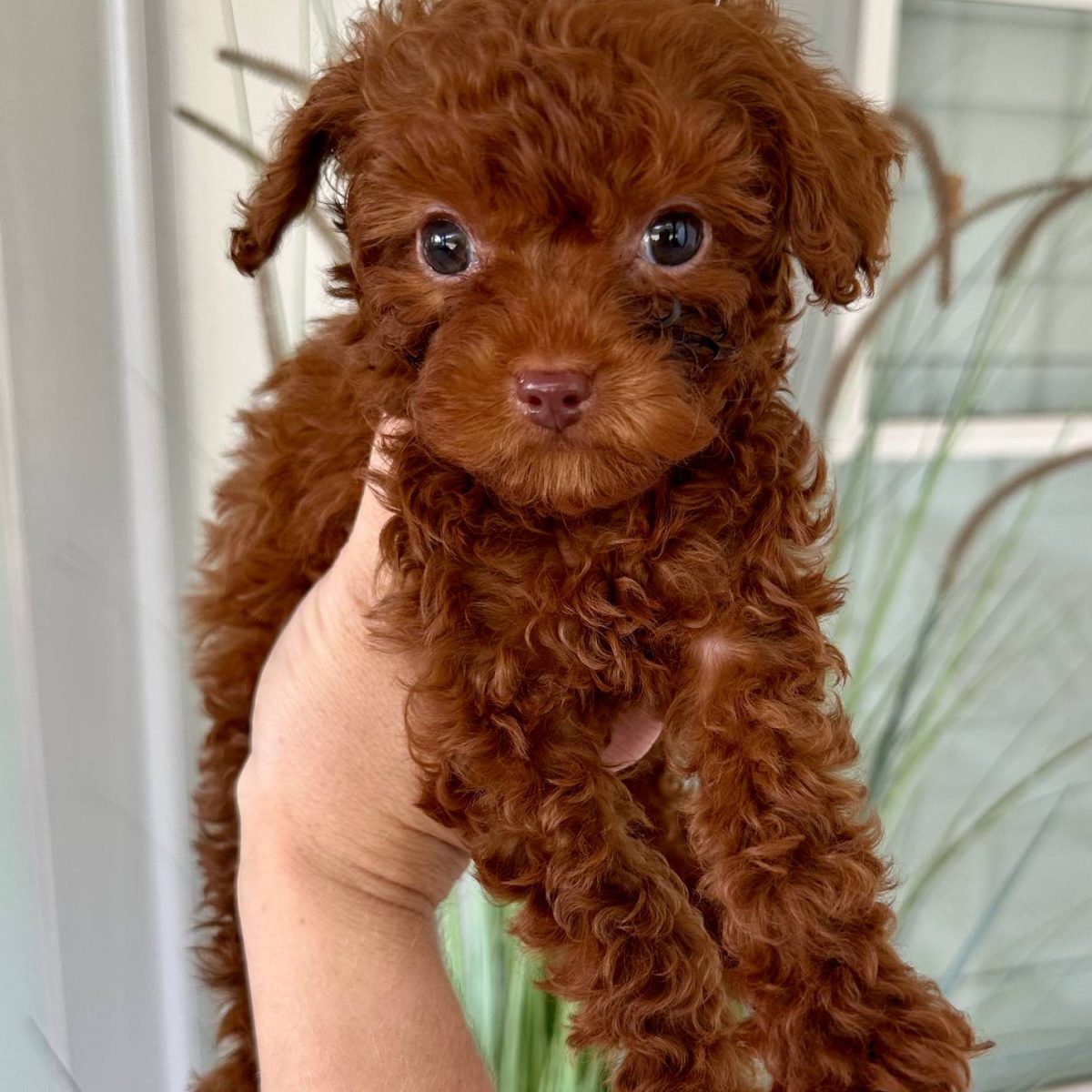 Conrad - Red Poodle - Liver Poodle - Green Eyes - Petite Posh Puppies