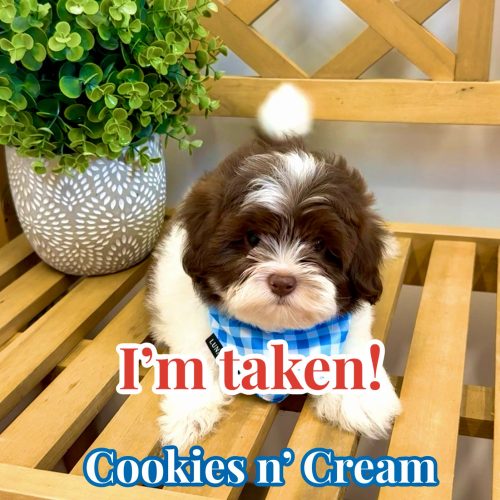 Cookies N' Cream - F Shihpoo - Litter --_Forever Home in Los Angeles- CA