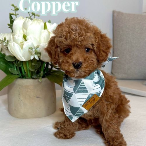 Copper - FB Cavapoo Puppy - BPPP