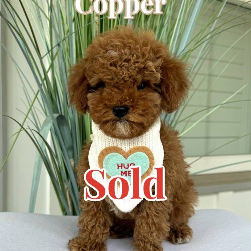 Copper - FB Cavapoo Puppy - BPPP_Forever Home in Boca Raton FL