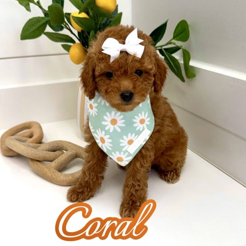 Coral - FBB Toy Goldendoodle Puppy - BPPP Litter --_