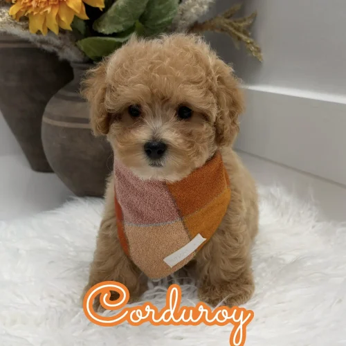 Corduroy - F Maltipoo Puppy - Litter --_