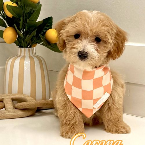 Corona - F Maltipoo Puppy - BPPP Litter --_
