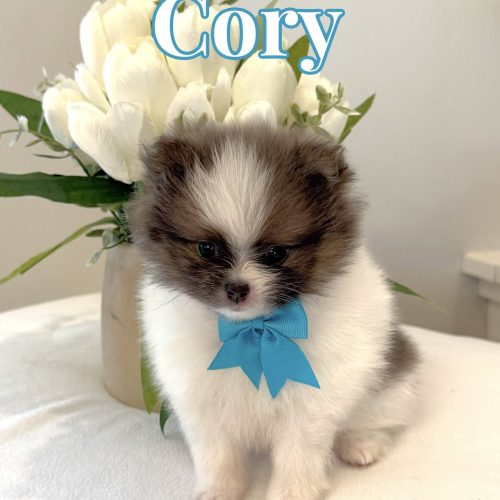 Cory - AKC Pomeranian_