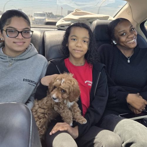 Cove - F1 Cavapoo Puppy - Litter 3-8-25_Forever Home in Brooklyn, NY