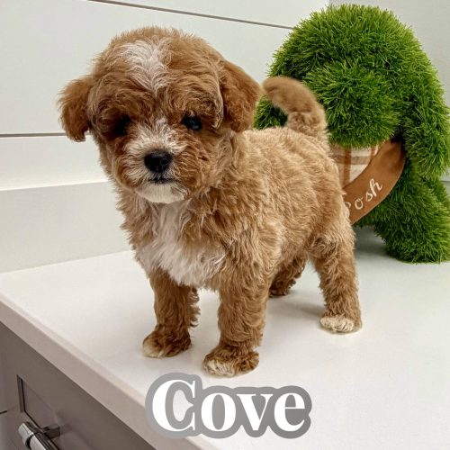 Cove - FBB Cavapoo Puppy - BPPP Litter --_