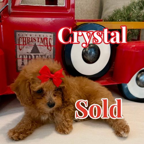 Crystal - Red Apricot Female FB Maltipoo - BPPP - Forever Home in Brentwood- TN