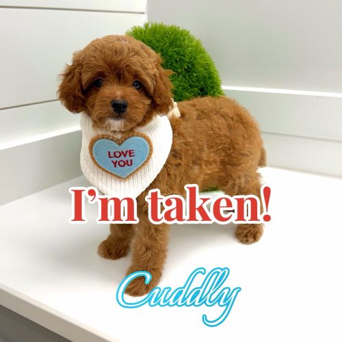 Cuddly - CKC FBB Toy Micro Goldendoodle Puppy - -- Litter - Forever Home in Kenner- LA