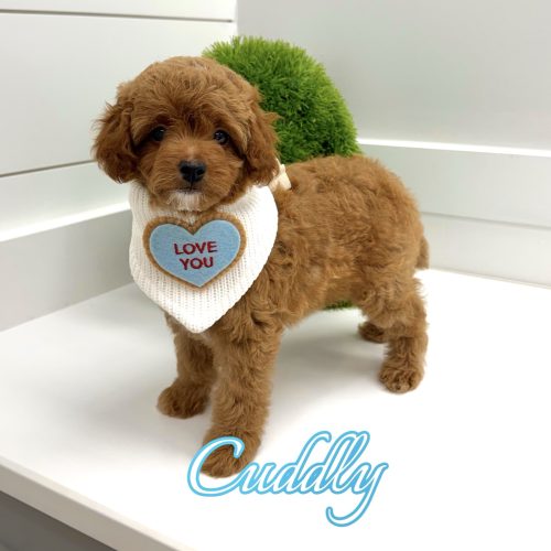 Cuddly - CKC FBB Toy Micro Goldendoodle Puppy - -- Litter