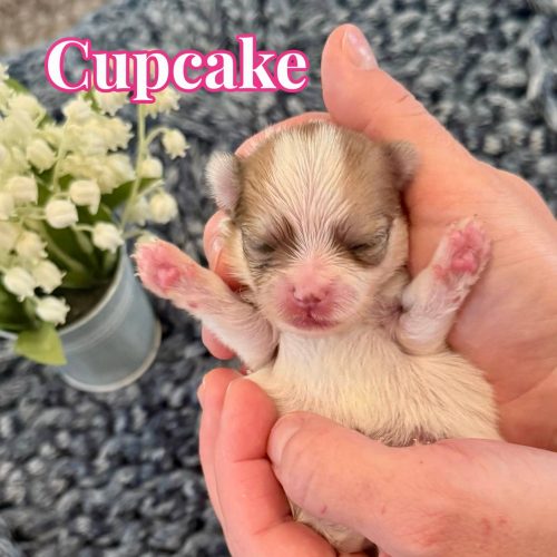 Cupcake - Female AKC Pomeranian